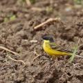 Bergeronnette printanière race du nord (Motacilla flava thunbergii)