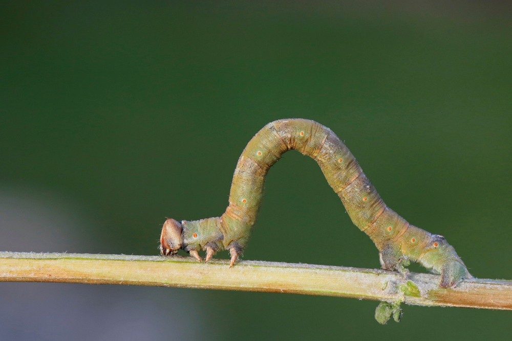 La Phalène du bouleau (Biston betularia)