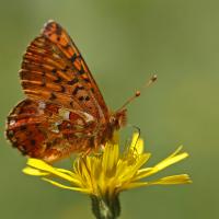 Le Nacré de la canneberge (Boloria aquilonaris)
