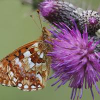 Le Nacré de la canneberge (Boloria aquilonaris)