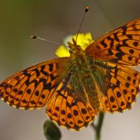 Le Nacré de la canneberge (Boloria aquilonaris)