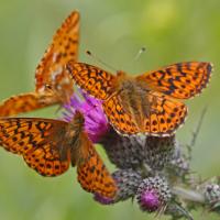 Le Nacré de la canneberge (Boloria aquilonaris)
