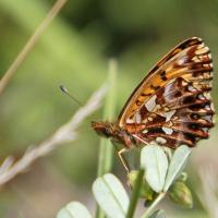 La Petite violette (Boloria dia)