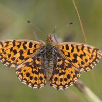 La Petite violette (Boloria dia)