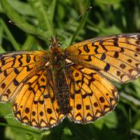 Le Grand collier argenté (Boloria euphrosyne)
