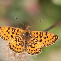 Le Petit collier argenté (Boloria selene)