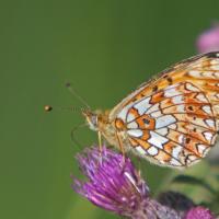 Le Petit collier argenté (Boloria selene)