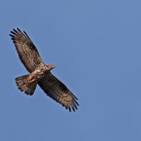 Bondrée apivore (Pernis apivorus)