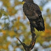 Bondrée apivore (Pernis apivorus)