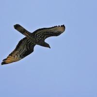 Bondrée apivore (Pernis apivorus)