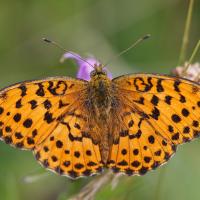 Le Nacré de la ronce (Brenthis daphné )