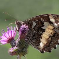Le Silène (Brintesia cirse)