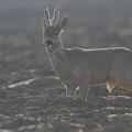 Chevreuil  (Capreolus capreolus) brocard