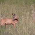 Chevreuil  (Capreolus capreolus) brocard