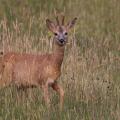 Chevreuil  (Capreolus capreolus) brocard