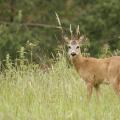Chevreuil  (Capreolus capreolus) brocard