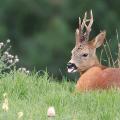 Chevreuil  (Capreolus capreolus) brocard