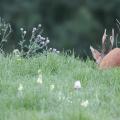 Chevreuil  (Capreolus capreolus) brocard