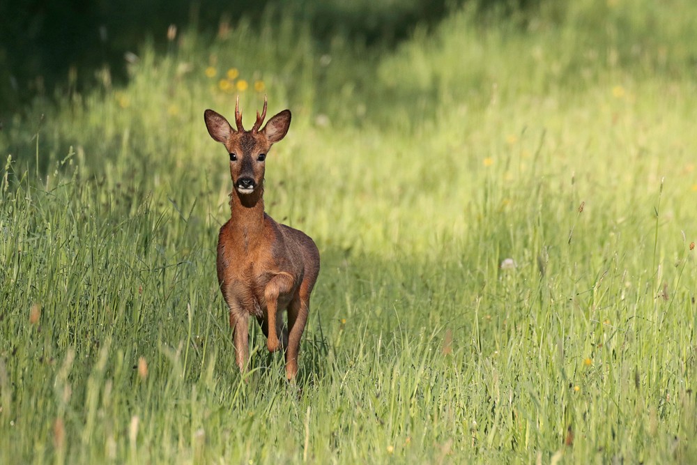 Chevreuil (Capreolus caprolus)