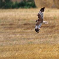 Busard des roseaux  (Circus aeroginosus) male