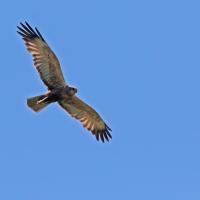 Busard des roseaux  (Circus aeruginosus)
