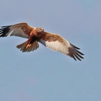 Busard des roseaux  (Circus aeruginosus) male