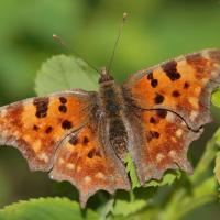 Le Robert le diable (Polygonia C album)