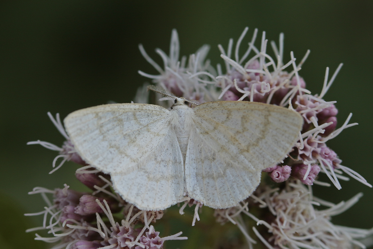 La Cabère pustulée (Cabera exanthemata)