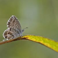 Le Brun des pelargoniums (Cacyreus marshalli)