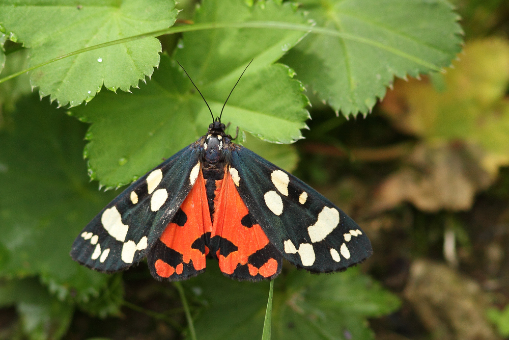 L' Ecaille marbrée (Callimorpha dominula)