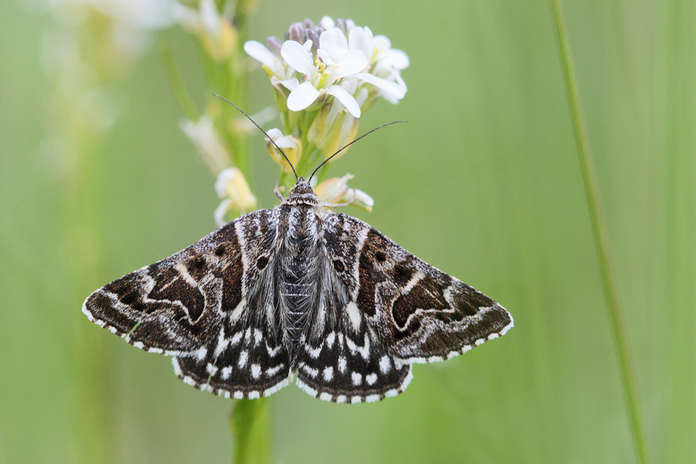 Le Mi (Callistege mi)