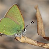 Argus vert ou Thécla de la ronce (Callophrys rubi)
