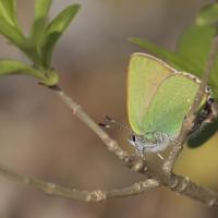 Argus vert ou Thécla de la ronce (Callophrys rubi)