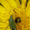 Calocoris affinis