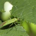 Calocoris alpestris