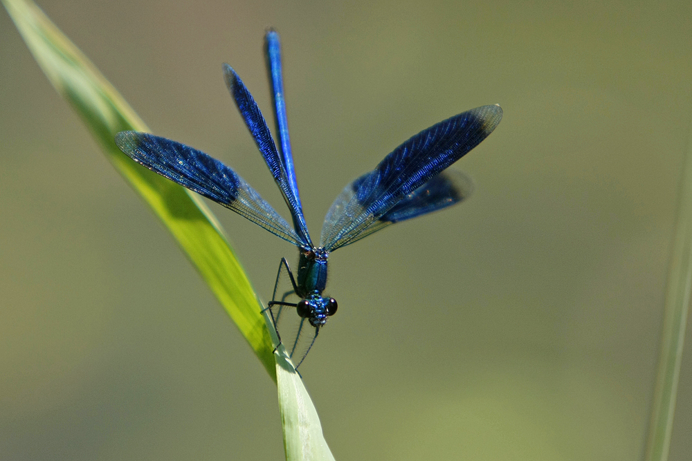 Calopteryx éclatant (Calopteryx splendens)