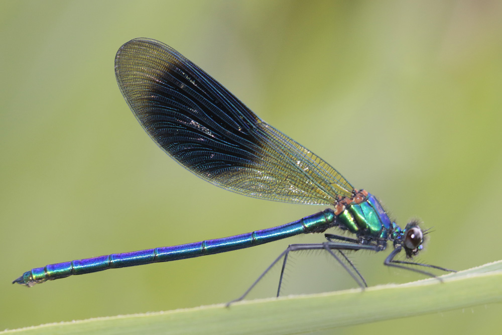 Calopteryx éclatant (Calopteryx splendens)