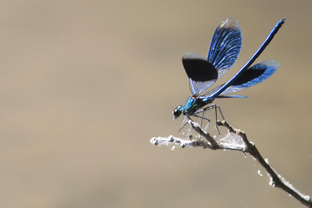 Calopteryx éclatant (Calopteryx splendens)