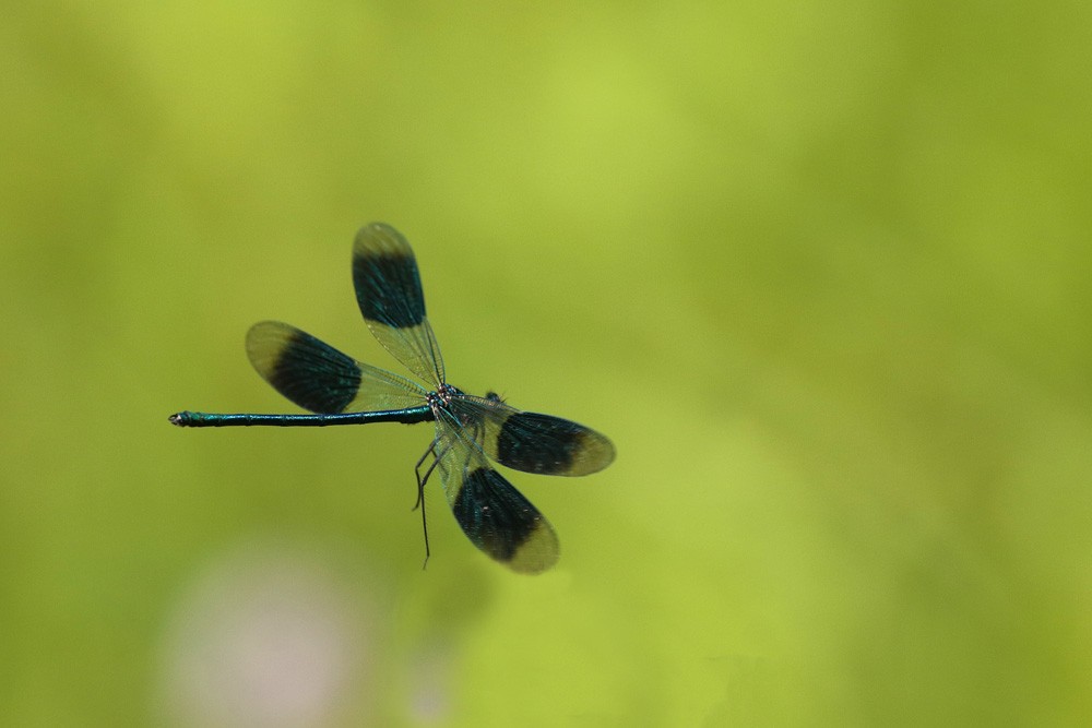 Calopteryx éclatant (Calopteryx splendens)