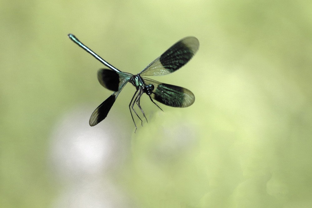 Calopteryx éclatant (Calopteryx splendens)