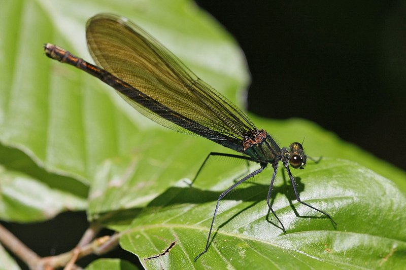 Calopteryx vierge (Calopteryx virgo) femelle