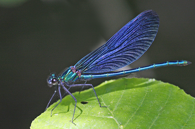 Calopteryx vierge (Calopteryx virgo)