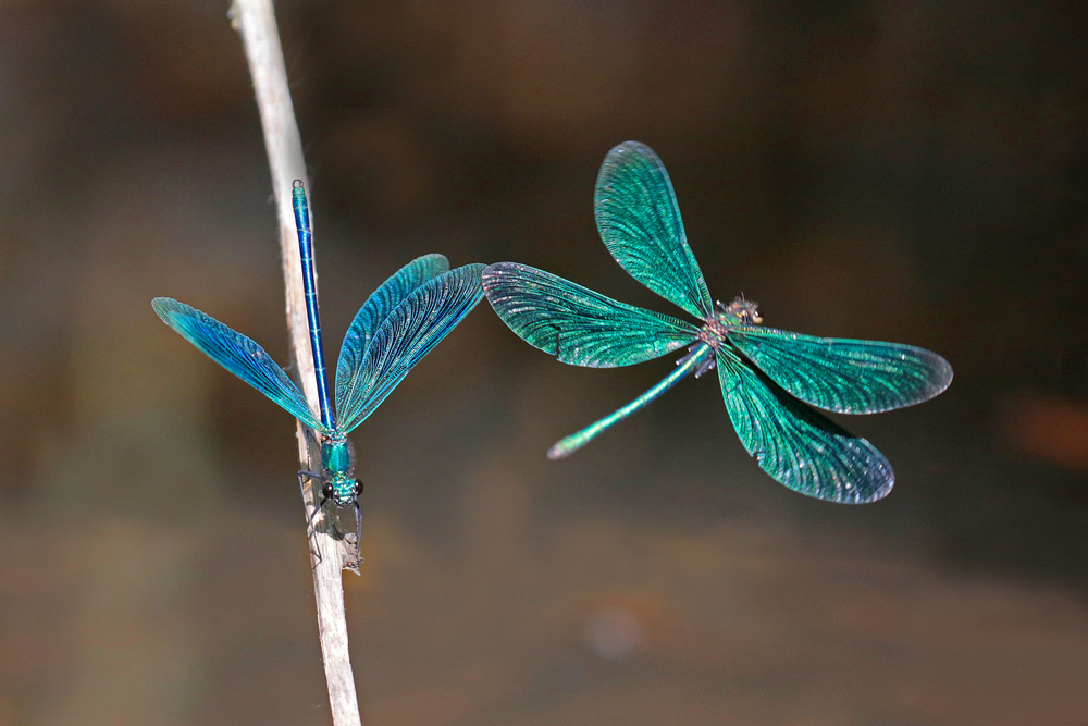 Calopteryx vierge (Calopteryx virgo)