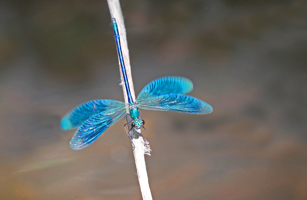 Calopteryx vierge (Calopteryx virgo)