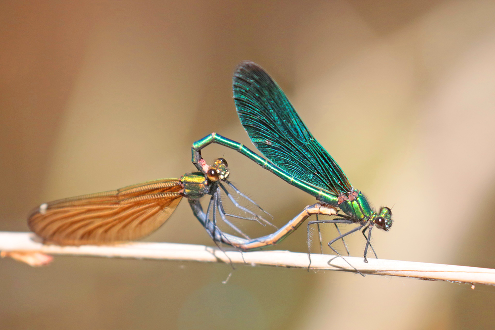 Calopteryx vierge (Calopteryx virgo)