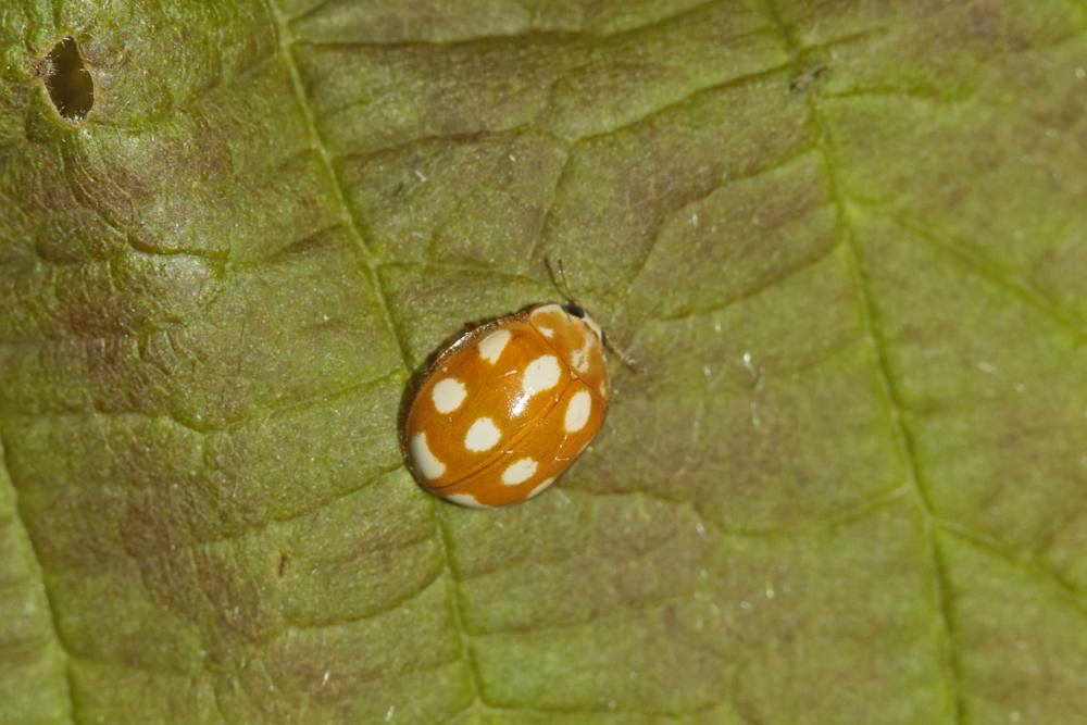 Coccinelle à dix points blancs (Calvia decemguttata)