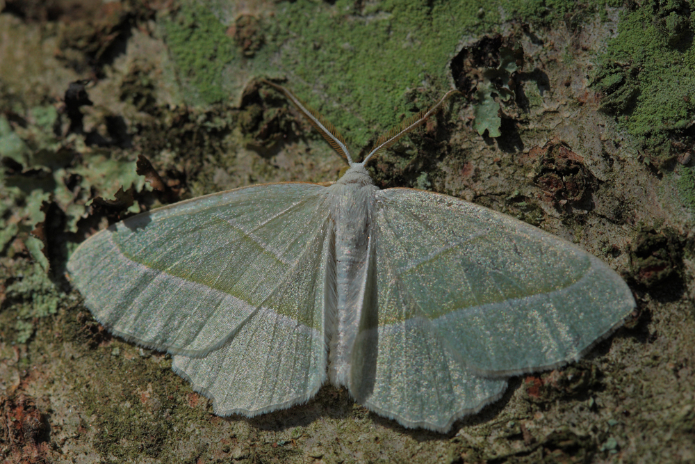 Le Celadon (Campaea margaritata)