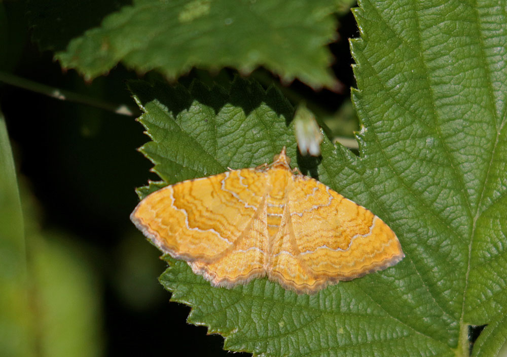 La Brocatelle d'or (Camptogramma bilineata)