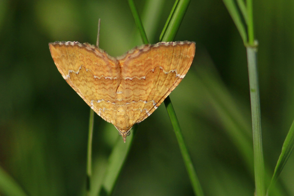 La Brocatelle d'or (Camptogramma bilineata)