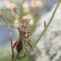 Camptotus lateralis